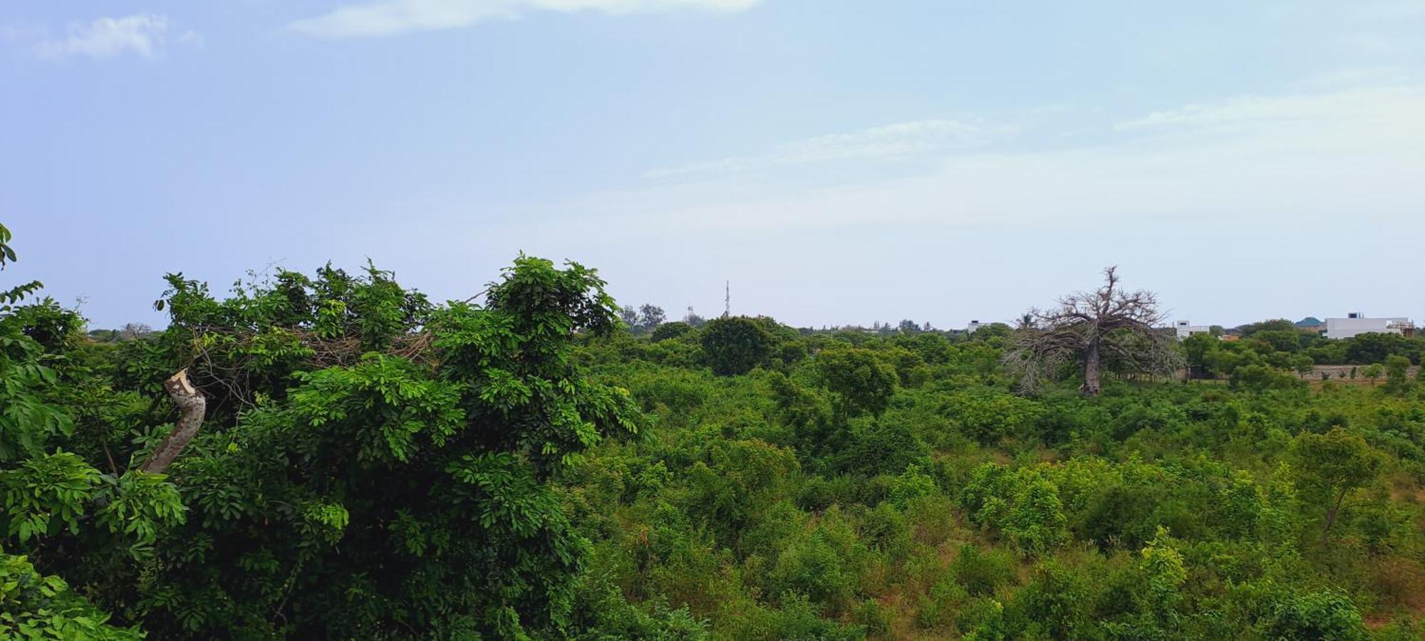 Cave Diani Holiday Apartments ディアニ・ビーチ エクステリア 写真